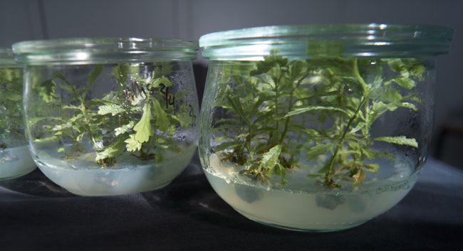 Oaks in preserving jar, Photo: André Künzelmann/UFZ